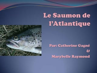 Le Saumon de l’Atlantique Par: Catherine Gagné & MarybelleRaymond 