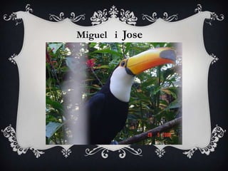 Miguel i Jose
 