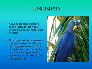 CURIOSITATS

• Algunes especies de lloros,
  com el “kakapó” de Nova
  Zelanda, ha perdut ka facultat
  de volar.

• El tamany dels lloros presenta
  una gran varietat i va des del
  lloro “pigmeo cabeciazul” de
  Nova Guinea, que mesura 8,4
  cm, fins al del “guacamayo
  jacinto” de Sud-Amèrica, d’un
  metre de llarg.
 