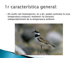  Els ocells són homeoterms, és a dir, poden controlar la seva
temperatura corporal i mantenir-la constant,
independentment de la temperatura ambient.
 
