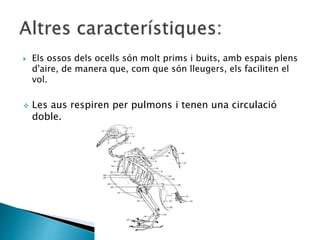  Els ossos dels ocells són molt prims i buits, amb espais plens
d'aire, de manera que, com que són lleugers, els faciliten el
vol.
 Les aus respiren per pulmons i tenen una circulació
doble.
 