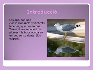Introducció
Les aus, són una
classe d‘animals vertebrats
bípedes, que ponen ous.
Tenen el cos recobert de
plomes i la boca acaba en
un bec sense dents. Són
ovípars.

 