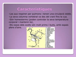 Característiques
-Les aus respiren per pulmons i tenen una circulació doble.
-La seva columna vertebral va des del crani fins la cua.
-Són homeoterms (poden controlar la seva temperatura
corporal i mantenir-la).
-Els ossos dels ocells són molt prims i buits, amb espais
plens d'aire.

 