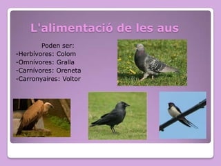 L'alimentació de les aus
Poden ser:
-Herbívores: Colom
-Omnívores: Gralla
-Carnívores: Oreneta
-Carronyaires: Voltor

 