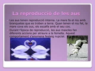 La reproducció de les aus




Les aus tenen reproducció interna. La mare fa el niu amb
branquetes que es troben a terra. Quan tenen el niu fet, la
mare cova els ous, els escalfa amb el seu cos.
Durant l'època de reproducció, les aus mascles fan
diferents accions per atraure a la femella. Aquest
comportament s'anomena festeig nupcial.

 
