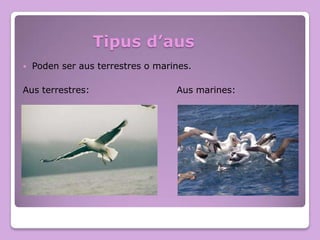 Tipus d’aus


Poden ser aus terrestres o marines.

Aus terrestres:

Aus marines:

 