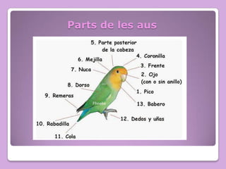 Parts de les aus

 