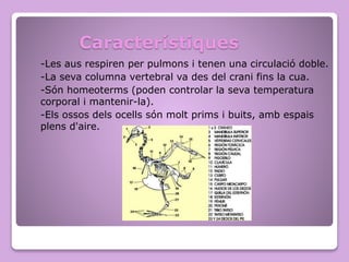 Característiques
-Les aus respiren per pulmons i tenen una circulació doble.
-La seva columna vertebral va des del crani fins la cua.
-Són homeoterms (poden controlar la seva temperatura
corporal i mantenir-la).
-Els ossos dels ocells són molt prims i buits, amb espais
plens d'aire.
 