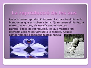 La reproducció de les aus
 Les aus tenen reproducció interna. La mare fa el niu amb
branquetes que es troben a terra. Quan tenen el niu fet, la
mare cova els ous, els escalfa amb el seu cos.
 Durant l'època de reproducció, les aus mascles fan
diferents accions per atraure a la femella. Aquest
comportament s'anomena festeig nupcial.
 