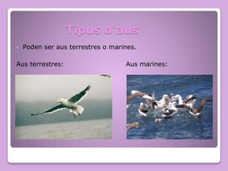 Tipus d’aus
 Poden ser aus terrestres o marines.
Aus terrestres: Aus marines:
 