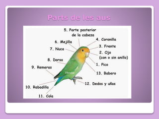 Parts de les aus
 