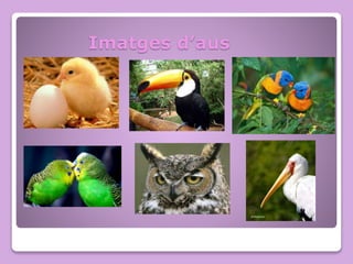 Imatges d’aus
 
