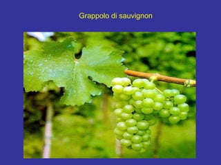 Grappolo di sauvignon 