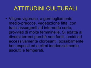 ATTITUDINI CULTURALI Vitigno vigoroso, a germogliamento medio-precoce, vegetazione fitta, con tralci assurgenti ad internodo corto, provvisti di molte femminelle. Si adatta ai diversi terreni purché non fertili, umidi ed eccessivamente clorosanti, possibilmente ben esposti ed a climi tendenzialmente asciutti e temperati.  