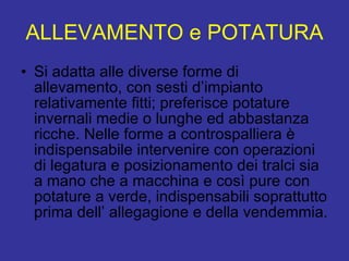 ALLEVAMENTO e POTATURA Si adatta alle diverse forme di allevamento, con sesti d’impianto relativamente fitti; preferisce potature invernali medie o lunghe ed abbastanza ricche. Nelle forme a controspalliera è indispensabile intervenire con operazioni di legatura e posizionamento dei tralci sia a mano che a macchina e così pure con potature a verde, indispensabili soprattutto prima dell’ allegagione e della vendemmia.  