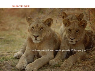 Les lions peuvent s’accoupler plus de 50 fois par jour 