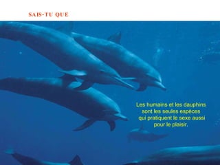 Les humains et les dauphins  sont les seules espèces  qui pratiquent le sexe aussi pour le plaisir .  