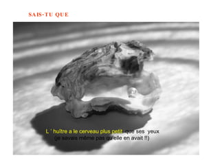 L ’ huître a le cerveau plus petit  que ses  yeux (je savais même pas qu’elle en avait !!)  
