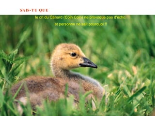 le cri du Canard (Coin Coin) ne provoque pas d'écho, et personne ne sait pourquoi !! 