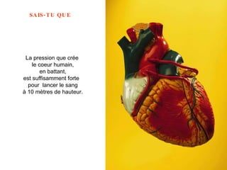 La pression que crée  le coeur humain,  en battant,  est suffisamment forte  pour  lancer le sang  à 10 mètres de hauteur.   
