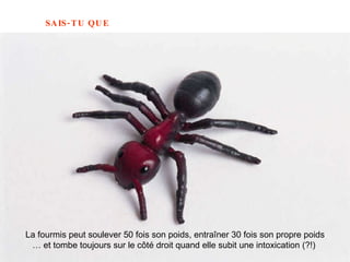 La fourmis peut soulever 50 fois son poids, entraîner 30 fois son propre poids …  et tombe toujours sur le côté droit quand elle subit une intoxication (?!)  