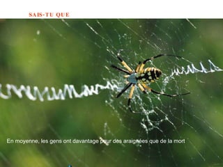 En moyenne, les gens ont davantage peur des araignées que de la mort   