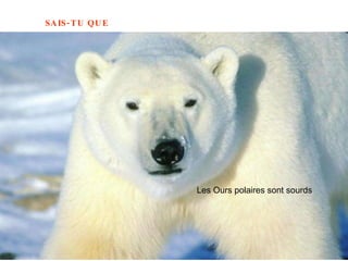 Les Ours polaires sont sourds  