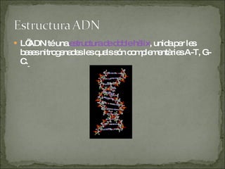 L’ADN té una  estructura de doble hèlix , unida per les bases nitrogenades les quals són complementàries A-T, G-C.   
