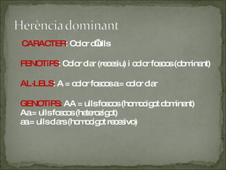 CARACTER : Color d’ulls FENOTíPS : Color clar (recesiu) i color foscos (dominant) AL·LELS : A = color foscos a = color clar GENOTíPS:  AA = ulls foscos (homocigot dominant) Aa = ulls foscos (heterozigot) aa = ulls clars (homocigot recesivo) 