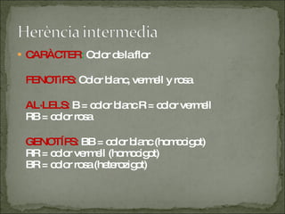 CARÀCTER :  Color de la flor FENOTìPS:  Color blanc, vermell y rosa AL·LELS:  B = color blanc R = color vermell  RB = color rosa GENOTÍPS:  BB = color blanc (homocigot) RR = color vermell (homocigot) BR = color rosa (heterozigot) 