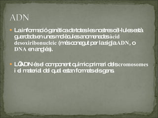 La informació genètica de totes les nostres cèl·lules està guardada en unes molècules anomenades  àcid desoxiribonucleic  (més conegut per la sigla  ADN , o  DNA  en anglés). L’ADN és el component químic primari dels  cromosomes  i el material del qual estan formats els gens. 