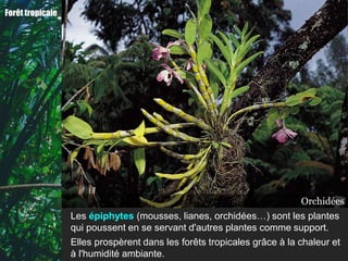 Forêt tropicale




                                                                         Orchidées
                                                                          Mousses
                                                                            Lianes
                  Les épiphytes (mousses, lianes, orchidées…) sont les plantes
                  qui poussent en se servant d'autres plantes comme support.
                  Elles prospèrent dans les forêts tropicales grâce à la chaleur et
                  à l'humidité ambiante.
 