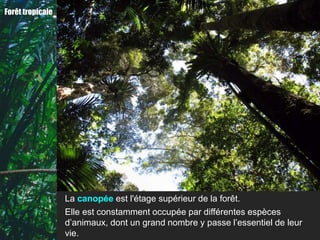 Forêt tropicale




                  La canopée est l'étage supérieur de la forêt.
                  Elle est constamment occupée par différentes espèces
                  d’animaux, dont un grand nombre y passe l’essentiel de leur
                  vie.
 