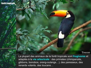 Forêt tropicale




                                                                         Bonobo
                                                                         Toucan
                                                                      Chimpanzé
                                                                    Renard volant
                                                                     Orang-outan
                                                                       Paresseux
                                                                          Gibbon
                  La plupart des animaux de la forêt tropicale sont frugivores et
                  adaptés à la vie arboricole : des primates (chimpanzés,
                  gibbons, bonobos, orang-outangs…), des paresseux, des
                  renards volants, des toucans…
 