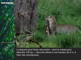 Forêt tropicale




                  Le léopard peut hisser ses proies ―dont la masse peut
                  atteindre 100 kg ― dans les arbres à une hauteur de 5 m, à
                  l'abri des charognards.
 