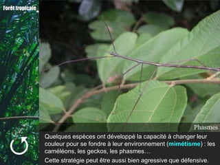 Forêt tropicale




                                                                      Caméléon
                                                                         Gecko
                                                                       Phasmes



  
                  Quelques espèces ont développé la capacité à changer leur
                  couleur pour se fondre à leur environnement (mimétisme) : les
                  caméléons, les geckos, les phasmes…
                  Cette stratégie peut être aussi bien agressive que défensive.
 