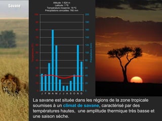 Altitude: 1 624 m
Savane                                            Latitude: 1 ºS
                                        Température moyenne: 19 ºC
                                       Précipitations annuelles: 760 mm
                             100                                          200


                              90                                          180


                              80                                          160


                              70                                          140




                                                                                Précipitations (mm)
         Températures (ºC)




                              60                                          120


                              50                                          100


                              40                                          80


                              30                                          60


                              20                                          40


                              10                                          20


                               0                                          0
                                   J   F M A M J        J   A S O N D


                  La savane est située dans les régions de la zone tropicale
                  soumises à un climat de savane, caractérisé par des
                  températures hautes, une amplitude thermique très basse et
                  une saison sèche.
 