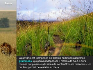 Savane




         La savane est composée de plantes herbacées appelées
         graminées, qui peuvent dépasser 3 mètres de haut. Leurs
         racines ont plusieurs dizaines de centimètres de profondeur, ce
         qui leur permet de résister aux feux.
 