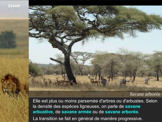 Savane




                                                      Savane arbustive
                                                         Savane armée
                                                       Savane arborée
         Elle est plus ou moins parsemée d'arbres ou d'arbustes. Selon
         la densité des espèces ligneuses, on parle de savane
         arbustive, de savane armée ou de savane arborée.
         La transition se fait en général de manière progressive.
 