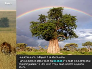 Savane




         Les arbres sont adaptés à la sècheresse.
         Par exemple, le large tronc du baobab (10 m de diamètre) peut
         contenir jusqu'à 10 000 litres d'eau pour résister la saison
         sèche.
 