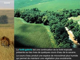 Savane




         La forêt-galerie est une continuation de la forêt tropicale
         présente sur les rives de quelques cours d’eau de la savane.
         Le cours d’eau produit une espèce de microclimat plus humide
         qui permet de maintenir une végétation plus exubérante.
 