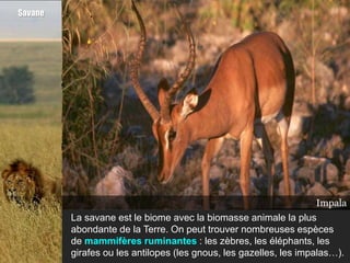 Savane




                                                                    Girafe
                                                                   Zèbres
                                                                 Éléphant
                                                                  Gazelle
                                                                   Impala
                                                                    Gnou
         La savane est le biome avec la biomasse animale la plus
         abondante de la Terre. On peut trouver nombreuses espèces
         de mammifères ruminantes : les zèbres, les éléphants, les
         girafes ou les antilopes (les gnous, les gazelles, les impalas…).
 