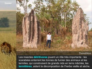 Savane




                                                               Termitière
                                                                Scarabée
                                                                Termites
         Les insectes détritivores jouent un rôle très importante : les
         scarabées enterrent les tonnes de fumier des animaux et les
         termites, qui construisent de grands nids en terre mâchée, les
         termitières, aident la décomposition de l’herbe vieille et sèche.
 