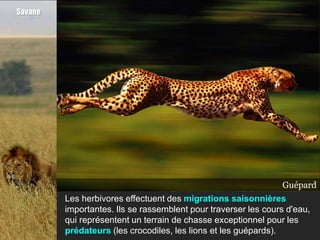 Savane




                                                                 Guépard
                                                                Crocodile
                                                                    Lion
         Les herbivores effectuent des migrations saisonnières
         importantes. Ils se rassemblent pour traverser les cours d'eau,
         qui représentent un terrain de chasse exceptionnel pour les
         prédateurs (les crocodiles, les lions et les guépards).
 