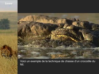 Savane




         Voici un exemple de la technique de chasse d’un crocodile du
         Nil.
 