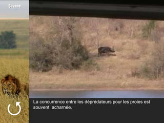 Savane





         La concurrence entre les déprédateurs pour les proies est
         souvent acharnée.
 