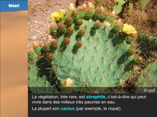 Désert




                                                                     Nopal
         La végétation, très rare, est xérophile, c’est-à-dire qui peut
         vivre dans des milieux très pauvres en eau.
         La plupart son cactus (par exemple, le nopal).
 