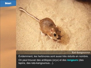 Désert




                                                       Rat-kangourous
                                                                 Oryx
                                                                Lapin
         Évidemment, les herbivores sont aussi très réduits en nombre.
         On peut trouver des antilopes (oryx) et des rongeurs (des
         lapins, des rats-kangourous…).
 