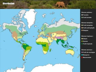 Distribution


               Biomes polaires :
                Toundra
                Forêt boréale


               Biomes tempérés :
                Forêt tempérée
                Forêt sclérophylle
                Steppes



               Biomes tropicaux :
                Désert
                Savane
                Forêt tropicale



               Biomes azonaux :
                Forêt de montagne
                Mangrove
                Macaronésie
 