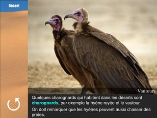 Désert




                                                         Hyène rayée
                                                           Vautours




         Quelques charognards qui habitent dans les déserts sont
         charognards, par exemple la hyène rayée et le vautour.
         On doit remarquer que les hyènes peuvent aussi chasser des
         proies.
 